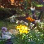 Olympus House Apartament