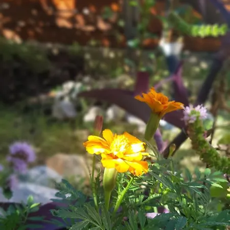 Olympus House アパート