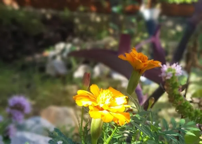 Olympus House Apartamento